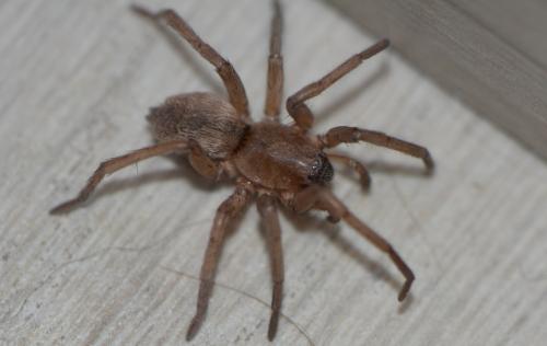 Drassodes sp.